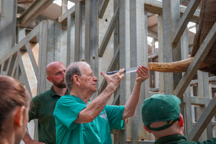 a man in scrubs injecting a liquid into the end of an elephants tusk